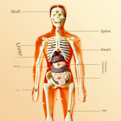 Human Body Anatomy Learning Set - KIDZEEHUB™