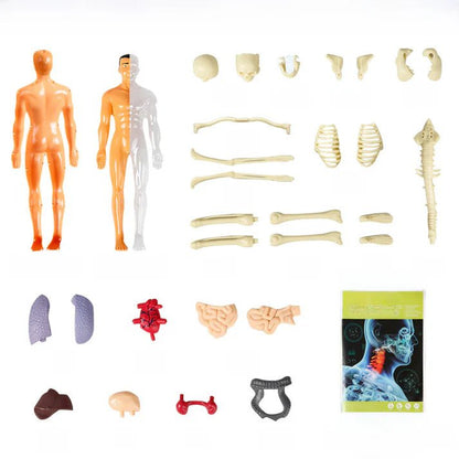 Human Body Anatomy Learning Set - KIDZEEHUB™