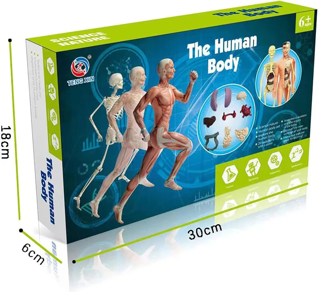 Human Body Anatomy Learning Set - KIDZEEHUB™