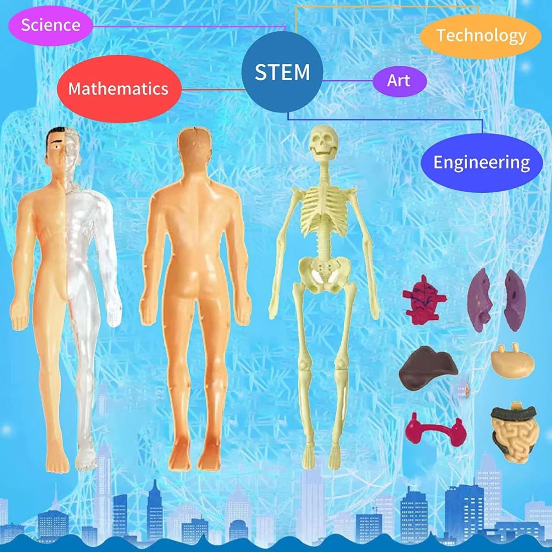 Human Body Anatomy Learning Set - KIDZEEHUB™