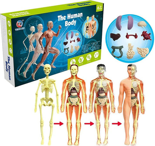Human Body Anatomy Learning Set - KIDZEEHUB™